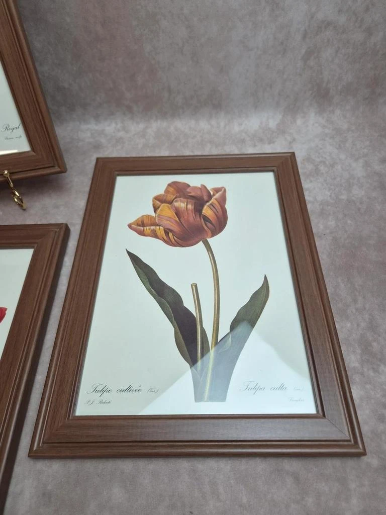 Lot de 3 quadros botânicos P.j. Redouté – Rosas e tulipa – photo 5